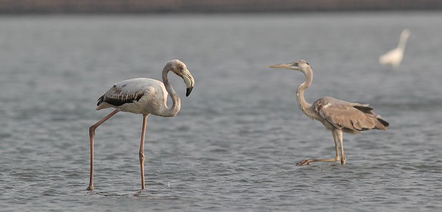 Greater Flamingo and Grey Heron