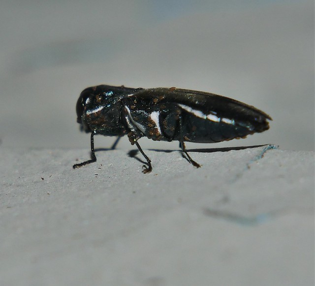 Little jewel beetle Agrilus sp aff fassatii Agrilinae Buprestidae Mandalay rainforest Airlie Beach P1460588