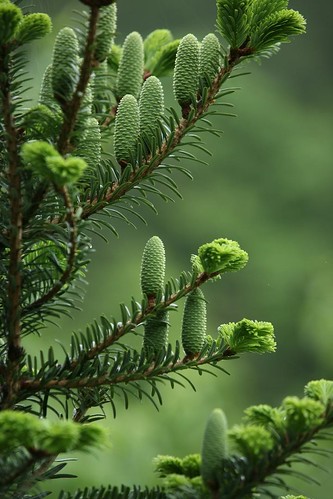 CHINA - Qingyuan Forest-Mushroom Co-culture System in Zhejiang Province