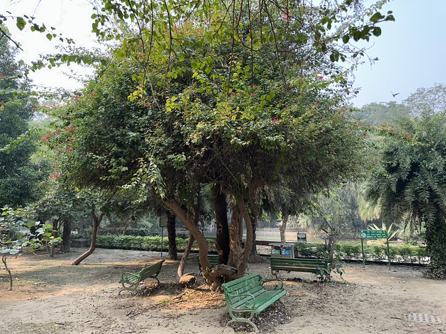 City Nature - Bougainvilleas Trees, Lodhi Garden