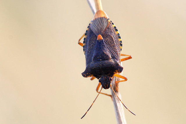 Red-legged shieldbug