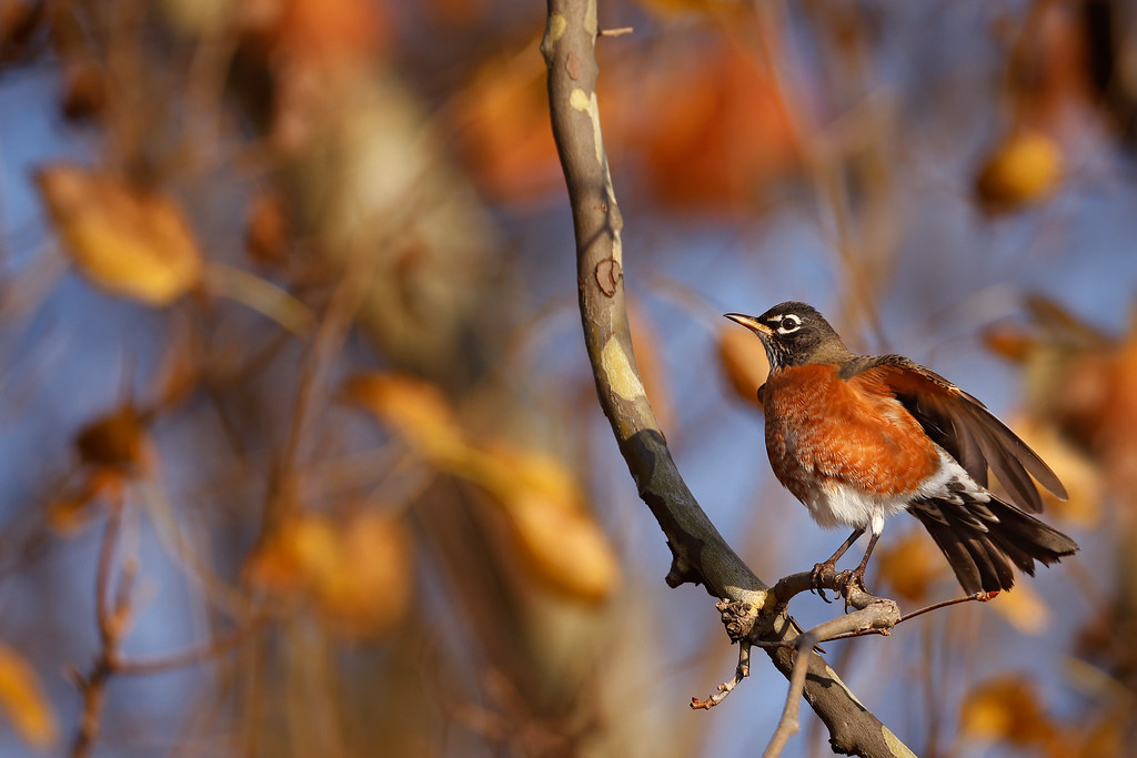 American Robin | Shakin' the water off after a nice bath:) | Shari ...