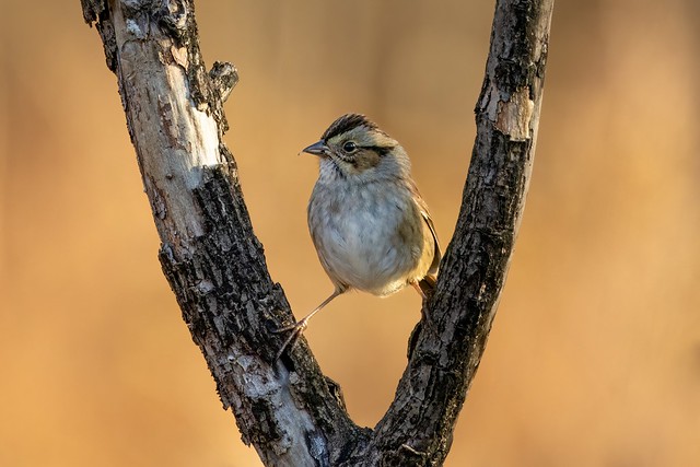 Swamp Sparrow  (airing out)