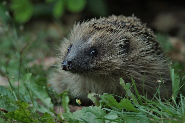 Hedgehog  .Erinaceus europaeus . Rural garden Kent