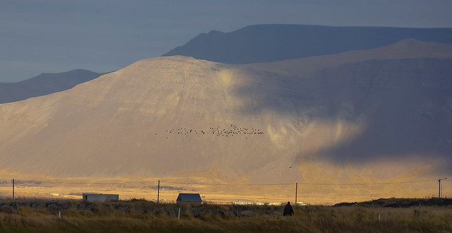 Flock of Golden plovers / Heiðlóur (Pluvialis apricaria) flying towards Mount Esja in the winter light, Iceland