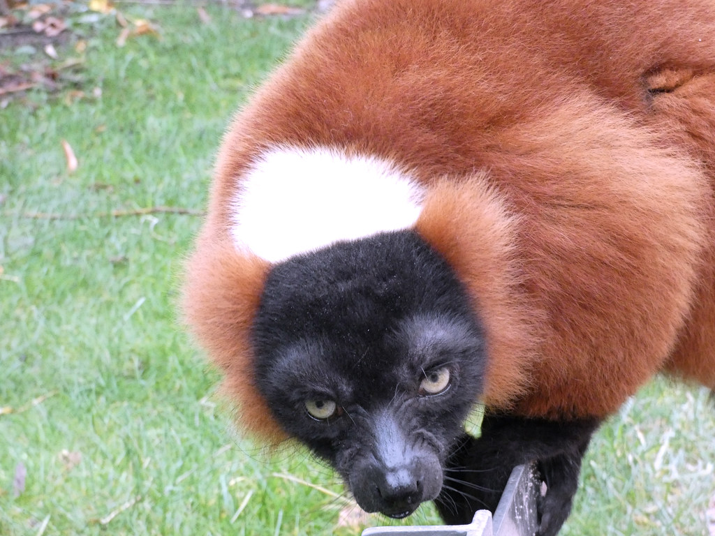 Amsterdam Zoo - red collar lemur (3) | damian entwistle | Flickr
