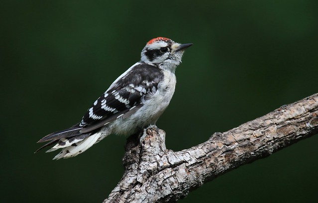 Downy Woodpecker juvenile / Pic mineur  juvénile ( Diane )
