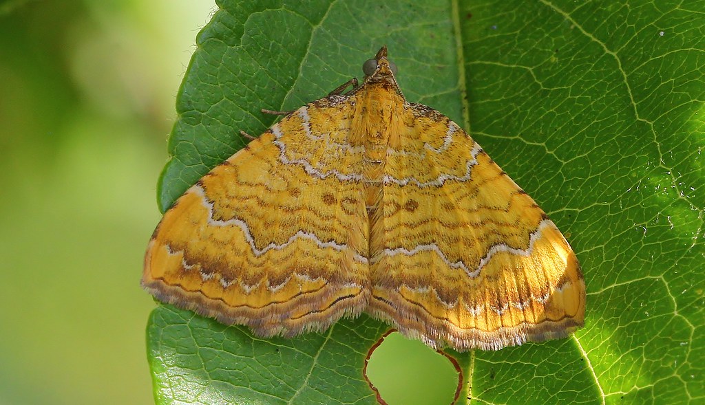 Yellow Shell Name Yellow Shell - Camptogramma bilineata 120622 (2) | Richard Collier | Flickr