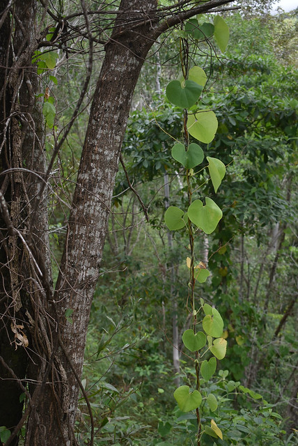 Aristolochia elegans, Smithfield Regional Park, Cairns, QLD, 29/08/22
