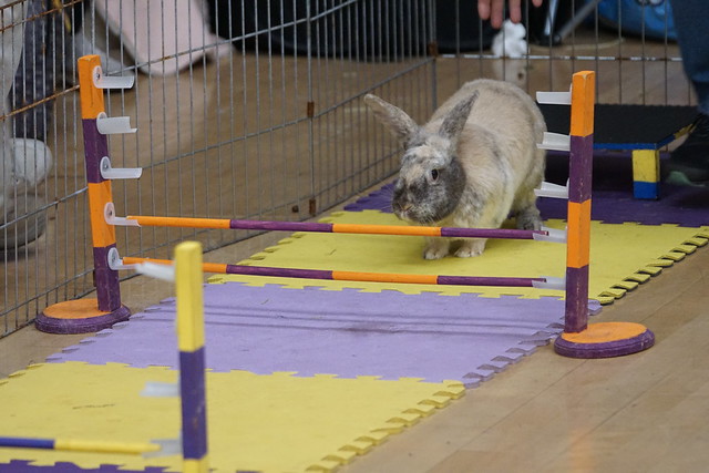 Bunny agility course