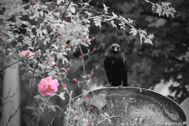 Crow and Roses