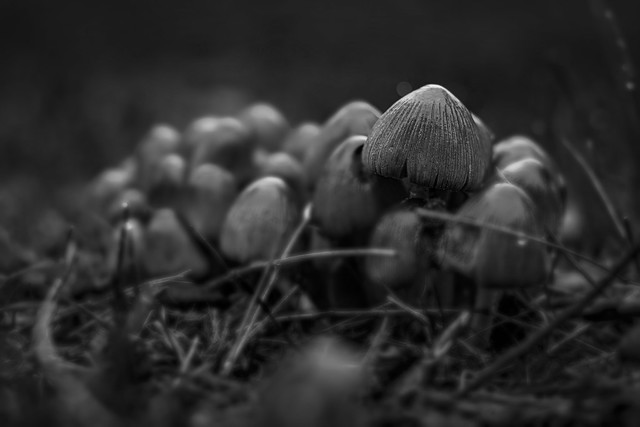 Mushrooms (Glistening Inkcap)
