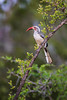 Image: Red-Billed Hornbill