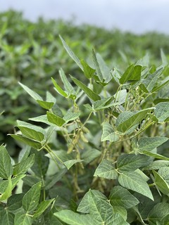 Green soybean plant in early August 2022.