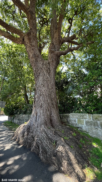 Large Camphor Laurel Tree (Cinnamomum camphora) - Darling Point Road, Sydney, NSW
