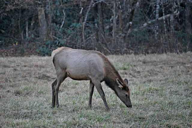 Young Elk Cow II