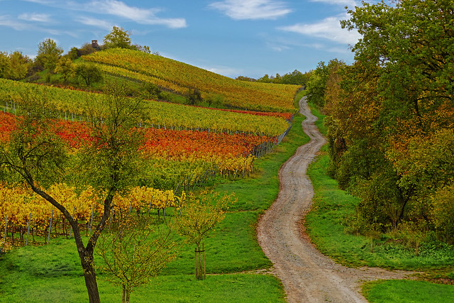 Ein Weinberg in voller Herbstpracht - A vineyard in full autumn splendour