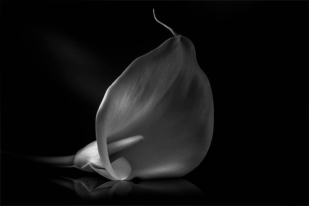 Still life with Cala Lilly