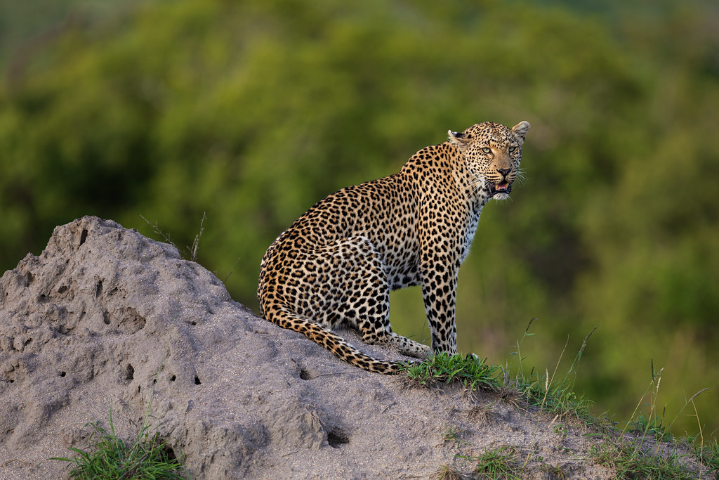Image: Leopard on a Mound