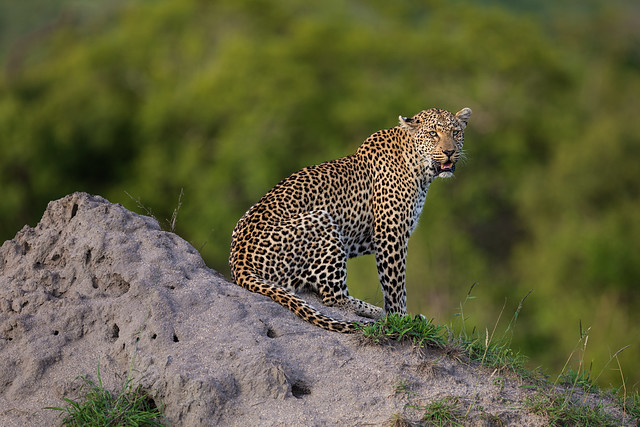 Leopard on a Mound