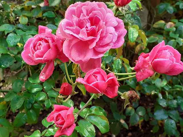 Rozen, roses,rosen,des roses,rosas,rose,roser,ruusut,ローゼン、. (Roza).