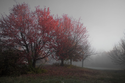 tree field fog mist 안 york ny upstate mood moody dark early surreal dreamscape landscape walk gray fall autumn stillness tranquility peaceful