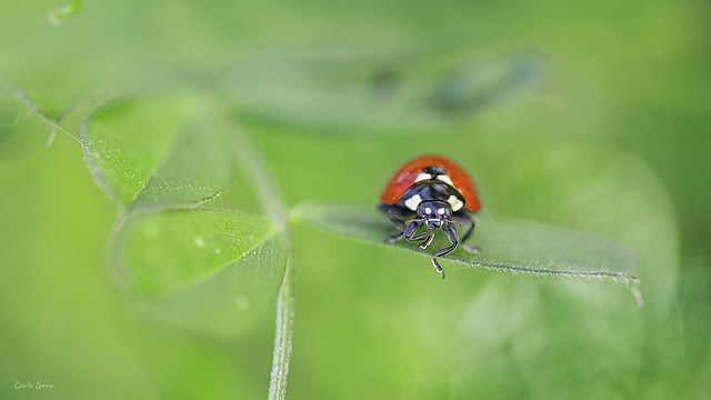 Is there a (lady)bug ? ~Explored~