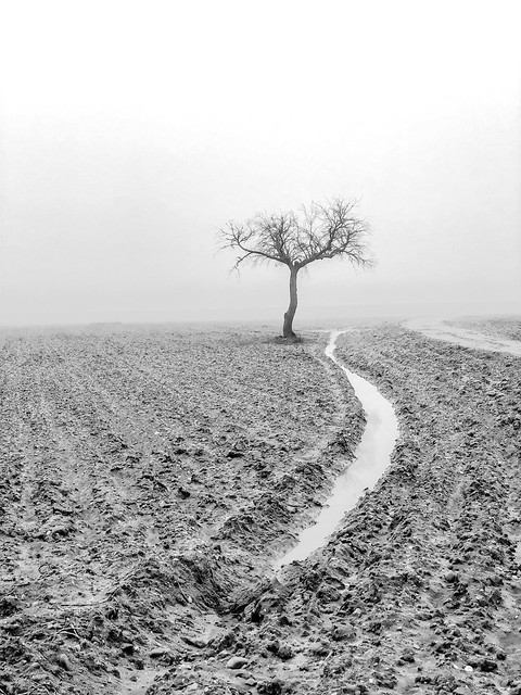 The tree & the fog [ #AnxoBecerraGende ]