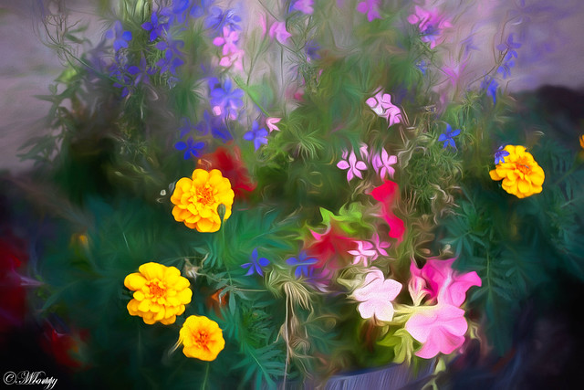 Wife's Flowers in her Garden (explore 4Nov22)