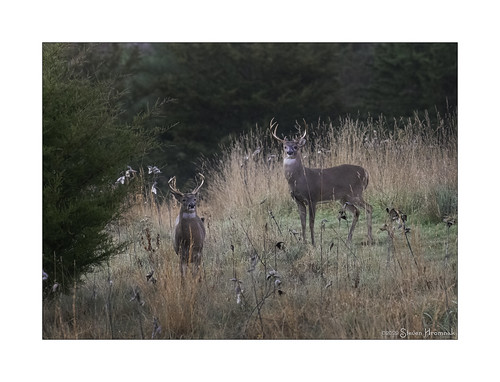 deer white tail bucks buck front yard cedar milkweed grass sunrays5