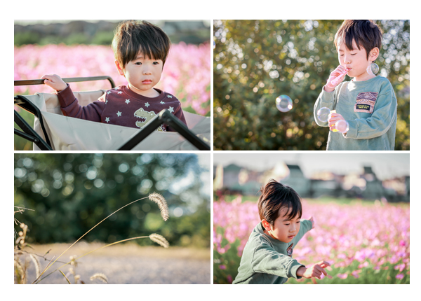 コスモス畑で家族写真のロケーション撮影　愛知県豊田市