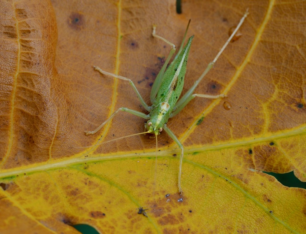 Oak-bush Cricket (female)