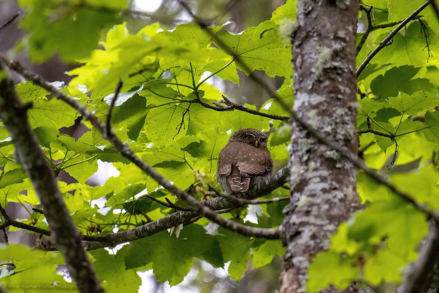 Pygmy Owl / Chouette Chevêchette