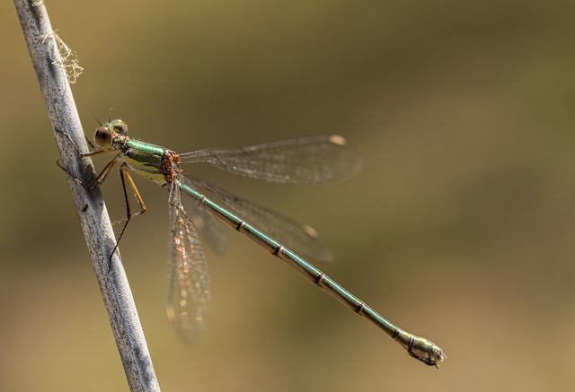 Damselfly