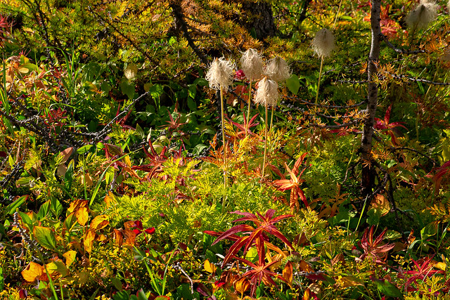 Fall foliage, Highwood Pass, Peter Lougheed Prov. Park, Alberta