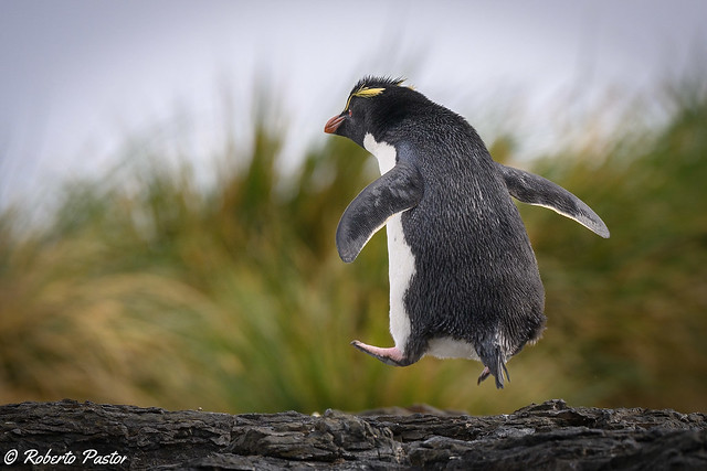 Pingüino de penacho amarillo o “saltarrocas”