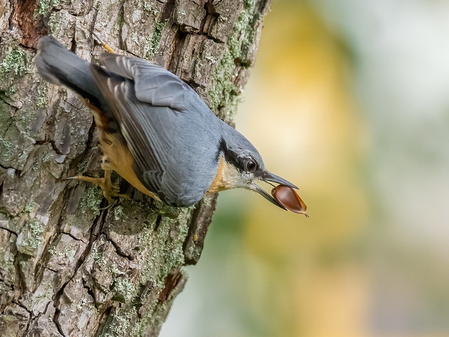 Nuthatch in action