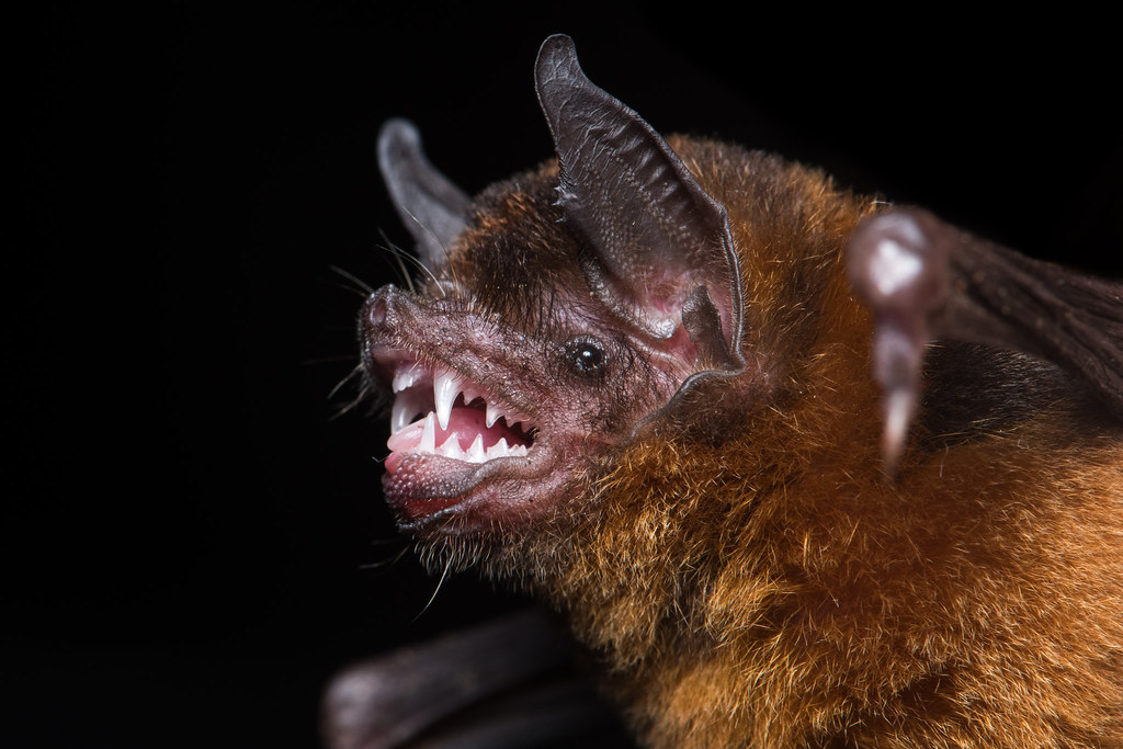 Big naked-backed bat (Pteronotus gymnonotus)
