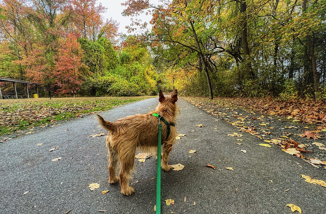 Autumn Trees and the Pup