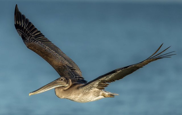 Bown Pelican