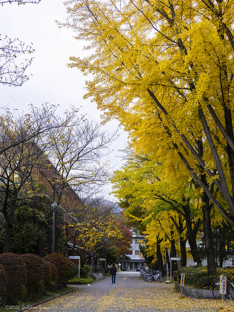 Ginkgo street in autumn