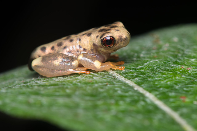 Juvenile tree frog (Osteocephalus sp)