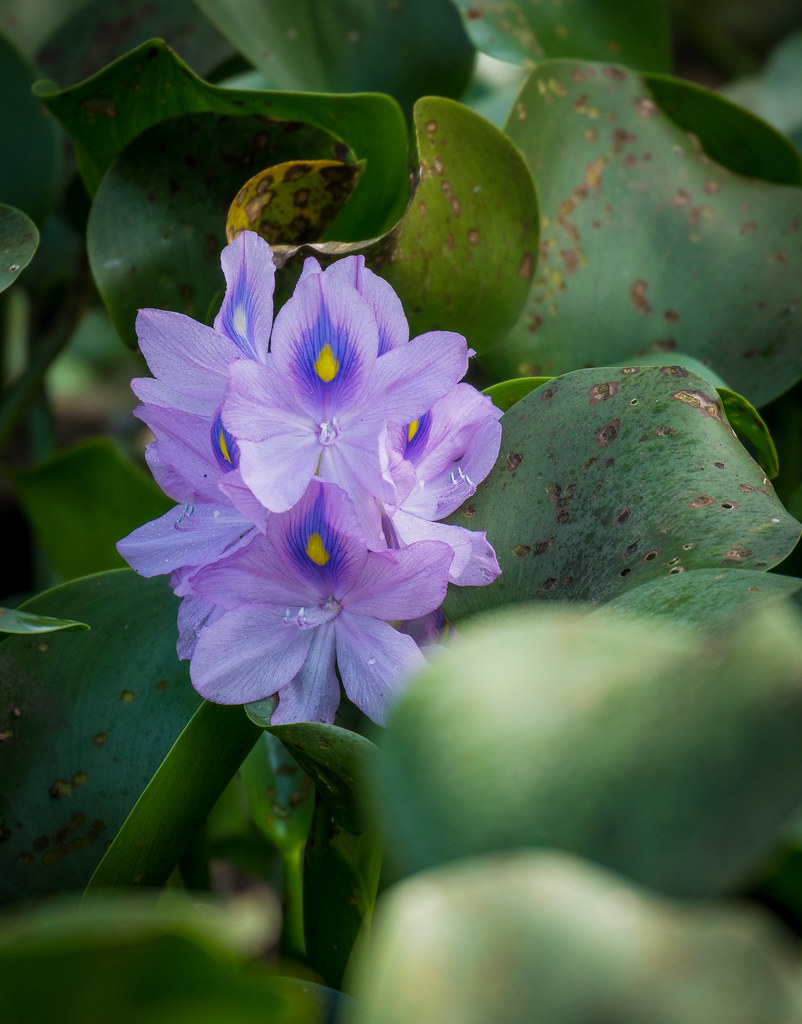 Water Hyacinth in Southern Swamps