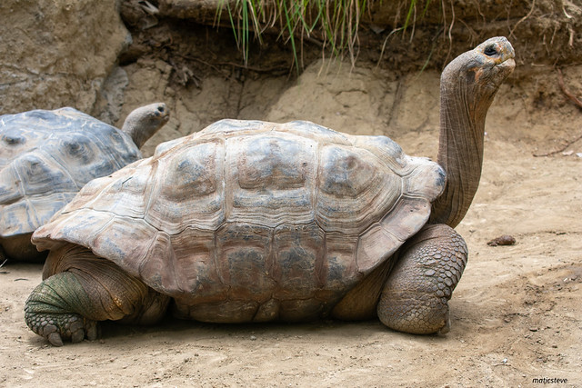 Tortuga gigante de Galápagos - Giant Tortoise