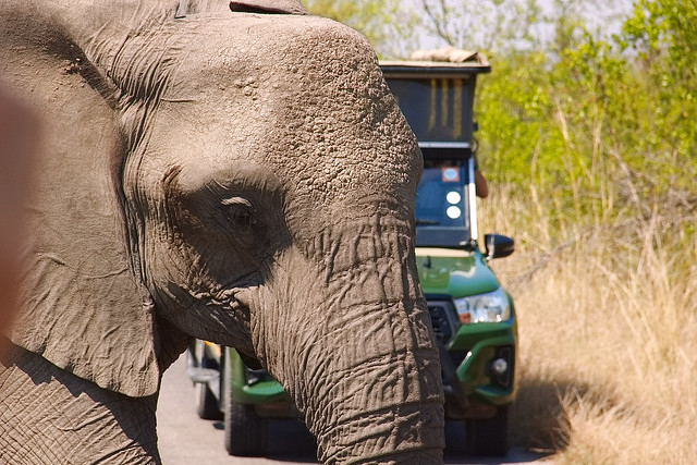 Kruger National Park Sud Africa