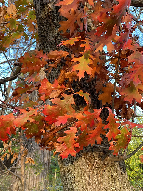 Autumn Scene, Reddish Orange Oak, Niles Forest Preserve, Niles, Illinois, November 3, 2022 20 bpz full