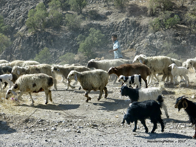 Nomad shepherd bringing the sheep down from the mountains - Zagros Mountains Iran