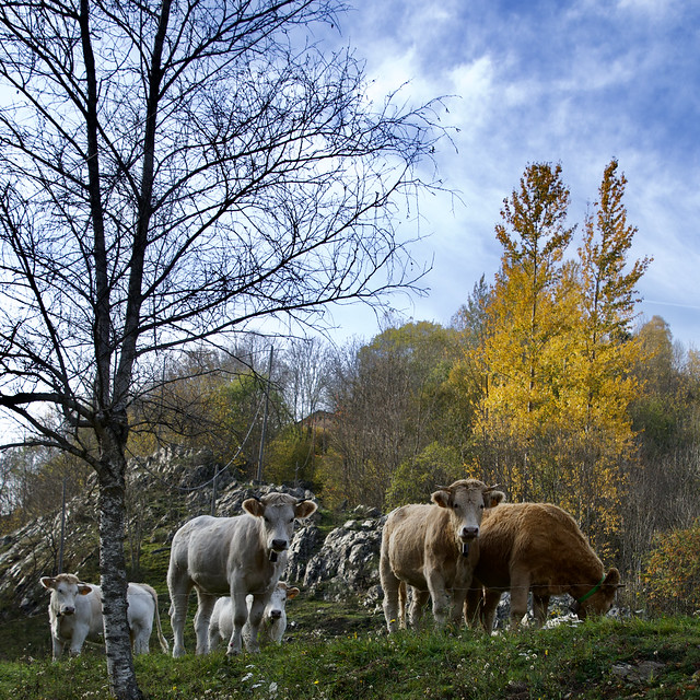 Vaques gaudint de la tardor  - Cows enjoying autumn..-..Vacas disfrutando del otoño