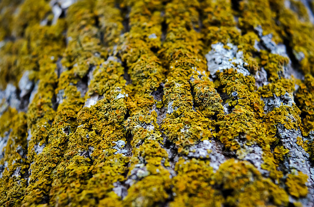 Tree and lichen