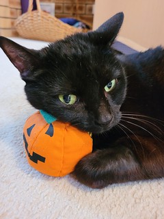 Boo and pumpkin